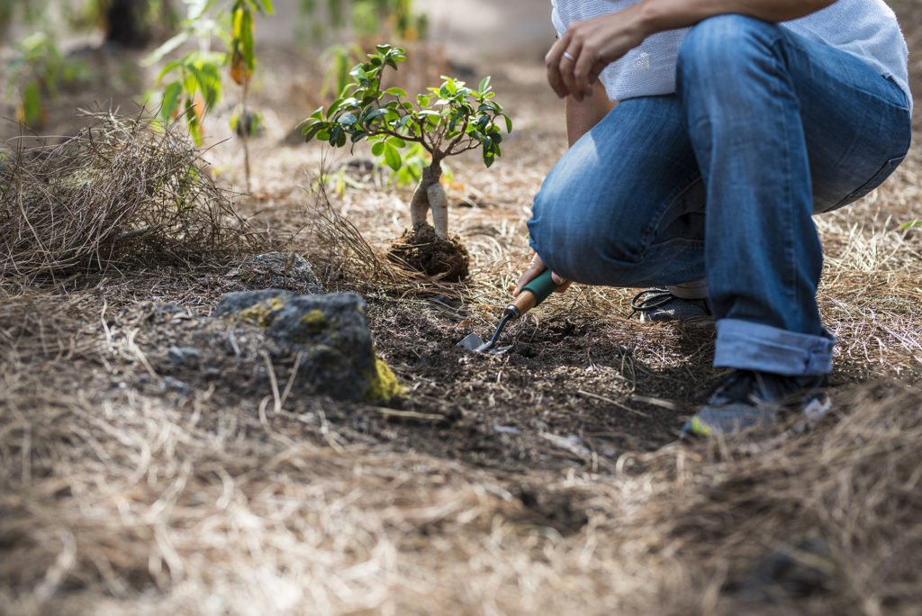 Concept of gardening and no deforestation people with unrecogniz