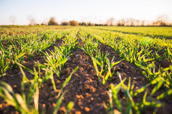 Cleantech in agriculture